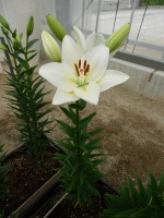 [5107 Rokanje VH No01.JPG]